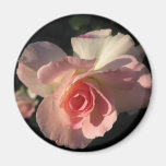 Rosa Seduction Magnets