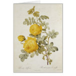 Rosa Sulfurea  from 'Les Roses' cards