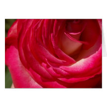 Rose10 Greeting Cards