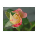 rose (2) postcards