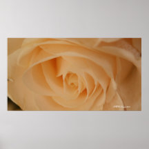 Rose 8 print
