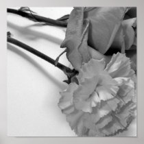 rose and carnation Poster
