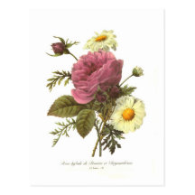 Rose and Chrysanthemum Post Card