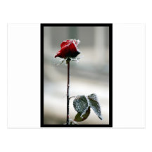 Rose and Snow Postcards