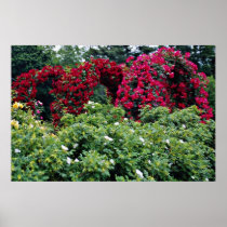 Rose Arches  flowers Print