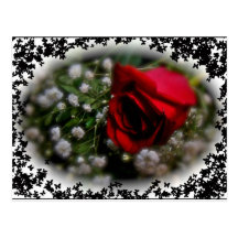 Rose & Baby's Breath Post Card