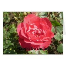 Rose Birthday Greetings Cards
