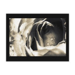 Rose, Black and White Macro Floral, Photography Post Card