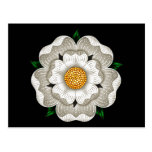 Rose blanc de York Cartes Postales