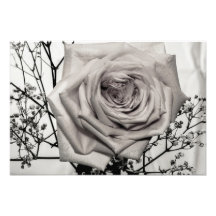 Rose blanc magnifique photographes