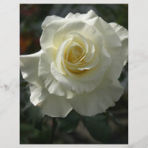 Rose blanc prospectus