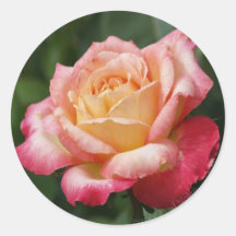 Rose Bloom Sticker