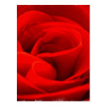 Rose Blossom Postcard