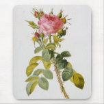Rose Botanical Print - 'Rosa Bifera' by  Redoute Mouse Pad
