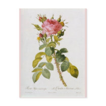 Rose Botanical Print - 'Rosa Bifera' by  Redoute