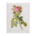 Rose Botanical Print - 'Rosa Bifera' by  Redoute postcards