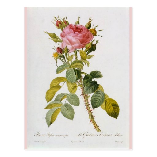 Rose Botanical Print - 'Rosa Bifera' by  Redoute Post Cards