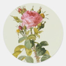 Rose Botanical Print - 'Rosa Bifera' by  Redoute Stickers