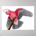 Rose Breasted Galah Cockatoo Print