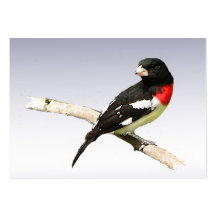 Rose-breasted Grosbeak ATC Business Card Templates