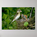 Rose-breasted Grosbeak (female) with young Print