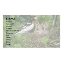 Rose-breasted Grosbeak (male) with young Business Card Templates