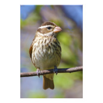 Rose Breasted Grosbeak Pheucticus Ludovicianus Photograph