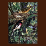 Rose-Breasted Grosbeaks & Their Nest of Eggs posters