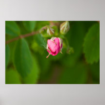 Rose Bud Print