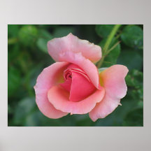 Rose Bud Posters