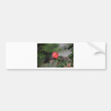 Rose Bumper Stickers