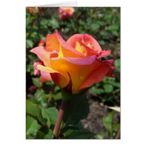 Rose Greeting Card