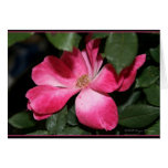 Rose Card