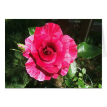 Rose card 4
