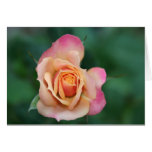 Rose Cards