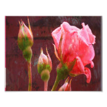 Rose chic minable de rose photographes