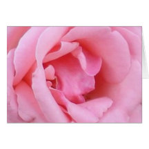 Rose choisissez le plan rapproché rose carte de vœux