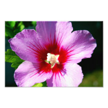 Rose de copie de photo de Sharon