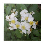 Rose de Multiflora Carreaux