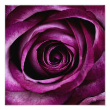 Rose de pourpre art photographique