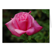 Rose de rose cartes de vœux