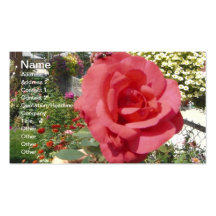 Rose de rose dans le jardin de la grand-maman cartes de visite personnelles
