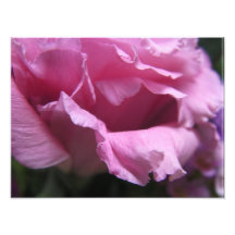 Rose de rose impression photo