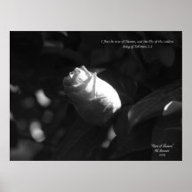 Rose de Sharon Posters