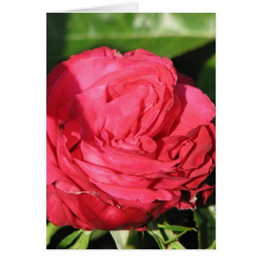 Rose de thé de Mlle All-American Beauty Hybrid 097 Cartes