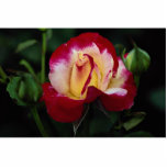 Rose de thé hybride de beau double plaisir 'Andeli Photo En Relief