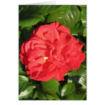 Rose de thé hybride de Mikado 007 Carte De Vœux