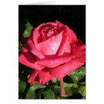 Rose de thé hybride de Peter Frankenfeld 001 Carte De Vœux