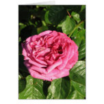 Rose de thé hybride d'héritage 027 cartes