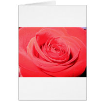 rose,deep pink rose cards